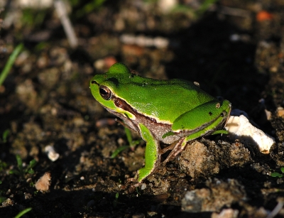 Hyla sarda....in letargo!